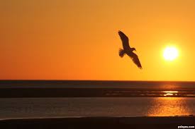 birds flying at sunset | Sunset Bird - created by Leanord | Sunset, Bird  pictures, Bird